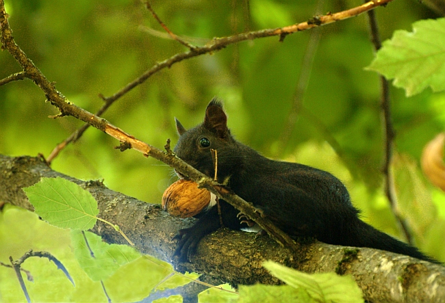 scoiattolo controluce:consigli